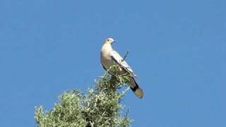 Whitewing Dove calling [upl. by Atener259]