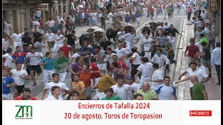 Encierros de Tafalla 2024 [upl. by Stubbs]