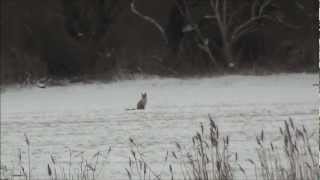 Fuchsjagd Füchse im Winter Man kann schießen  Hättet Ihr geschossen  Foxes in winter [upl. by Airbas]