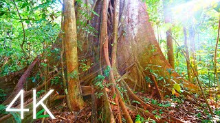 The Amazon Rainforest  4K Nature Timelapse [upl. by Buck]