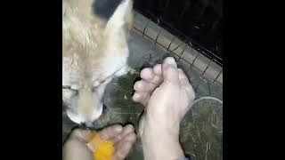 2232 How to teach a wild fox to stroke WildRedFox animals shorts [upl. by Bennie]