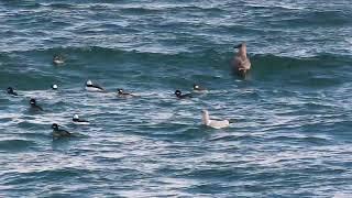 Buffies in SE wind Nov 10 2024 PNW [upl. by Matthus]