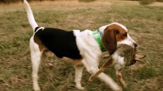 Rabbit Hunting With FAST Beagles [upl. by Eneiluj558]