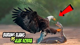 Ular Kobra Menyemburkan Bisanya Ke Burung Elang yang Berusaha Memangsanya Burung Elang Vs Kobra [upl. by Rehpinnej797]