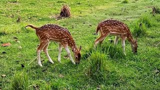 Baby fawn meets wildlife [upl. by Atnom]