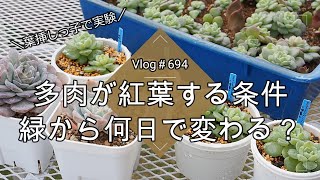 【Vlog694】【多肉植物】多肉が紅葉する条件🍁緑から何日で変わる？【葉挿しっ子で実験】 [upl. by Rodrigo]