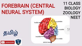 Forebrain  Central Neural System Tamil  Neural Control and CoordinationZoology  Class11  NEET [upl. by Virgin64]