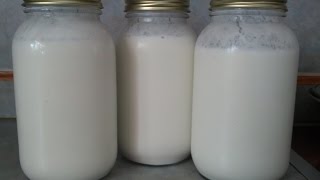 2017 01 05 Starting Kefir From Lifeway Kefir [upl. by Hermes]