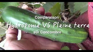 Comparaison entre culture hydroponique et pleine terre [upl. by Clemente]