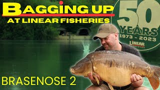 BIG HIT FISHING AT LINEAR FISHERIES [upl. by Napra761]