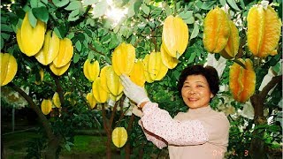 Star Fruit Carambola Farm And Harvest  Star Fruit Juices Processing Technology [upl. by Birck]