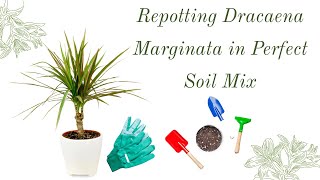 Repotting Dracaena Marginata in Perfect Soil Mix [upl. by Aneladdam]