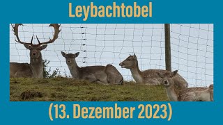 Leybachtobel 13 Dezember 2023 [upl. by Rifkin721]