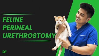 FELINE PERINEAL URETHROSTOMY [upl. by Janeczka118]