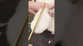 Cómo cortar las patas con tijera a un Bichón Maltés en la peluquería canina [upl. by Okubo]