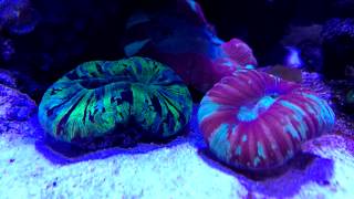 Trachyphyllia BRAIN CORALfeeding timelapse [upl. by Eidak]