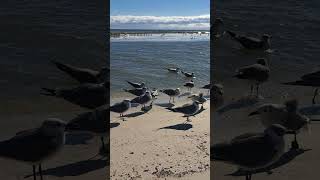 Seagulls The Laughing Gull [upl. by Apollo731]