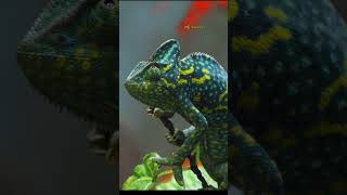 Chameleons The ColorChanging Masters of Nature shorts facts chameleons wildlife [upl. by Neyr626]