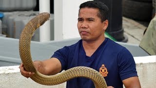 Popular Snake Handler Dies After He Was Bitten By His Deadly Pet Cobra [upl. by Sansone]