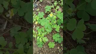 Oxalis plant plants science biology [upl. by Rollin678]