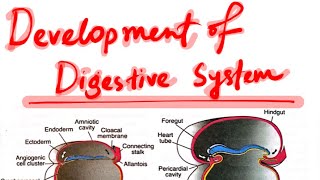 Development of Digestive SystemEmbryology [upl. by Ivanna692]