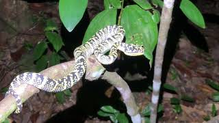 Wraglers Pit Viper  Highly venomous [upl. by Reynold521]