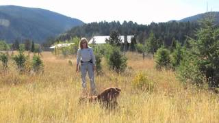 Working Dogs for Conservation Field Demo [upl. by Roti]