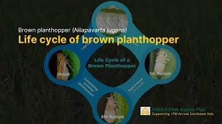 The Life Cycle of Brown Planthopper [upl. by Nylaroc]