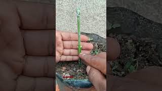 sambung pucuk mangga grafting shortvideo [upl. by Sherborn]