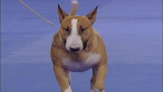 Bull Terrier quotRufusquot Ch Rocky Top’s Sundance Kid 2005 AKCEukanuba National Championship group [upl. by Asyar425]