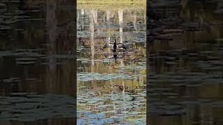 anhinga wildlife birdspotting nature animals [upl. by Amahs547]