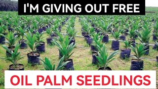 Why Im Giving Out Free Oil Palm Seedlings [upl. by Einoj]