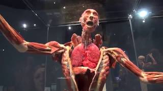 Present  Body Worlds Decoded at the Tech Museum of Innovation [upl. by Dana486]