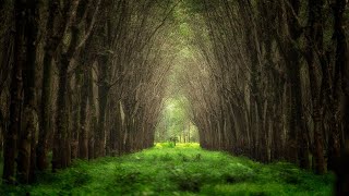 quotThe Old Treequot • Relaxing Harp Music by Peder B Helland [upl. by Melodie151]