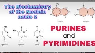 PURINES amp PYRIMIDINES Nitrogenous bases The Biochemistry of the Nucleic acids 2 [upl. by Ecirpak622]