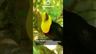 What Toucans Beak made of  birdlife toucanbird [upl. by Dodd]