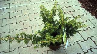 Taxus baccata Summergold [upl. by Meneau]