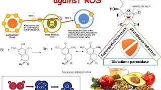 Enzymatic and Non enzymatic defense against ROS [upl. by Sotnas]