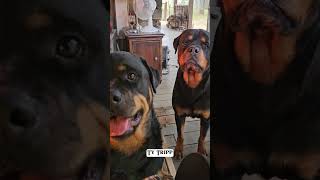 Porch time continues with Squirrel alert Tripp and Ty are on duty rottweiler dailyroutine [upl. by Essined]