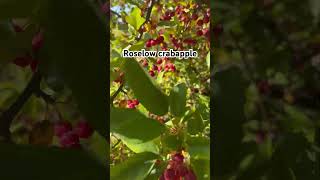 Edible Roselow Crabapple shortvideo red [upl. by Eednim2]