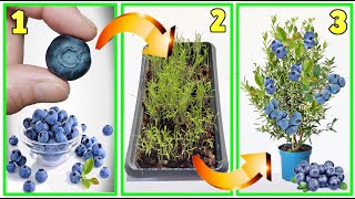 MIRTILLI fai nascere GRATIS una piantina dal frutto blueberry myrtille aradano heidelbeere arando [upl. by Ardnasil]