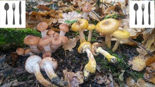 Porównanie Opieńka ciemna Armillaria ostoyae vs Opieńka żółtawa Armillaria gallica [upl. by Frasco]