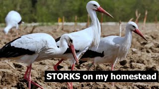 Storks Up Close A Birdwatchers Dream Video [upl. by Aikaz136]