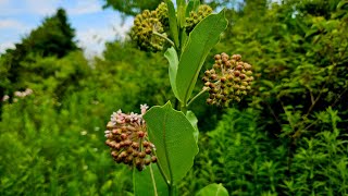 Is Common Milkweed Invasive [upl. by Magdalena186]