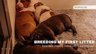 Breeding my first litter morning routine with 5 day old pups  Episode 6 [upl. by Aramad]