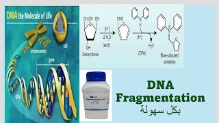 DNA Fragmentation assay Diphenylamine assay بكل سهولة [upl. by Nicolas]