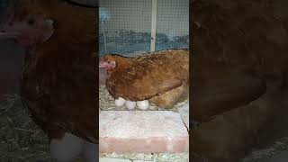 My Broody Hen 1st Day [upl. by Marcelia]