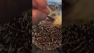 Hedgehog eating sounds shorts hedgehog pets [upl. by Grantland565]