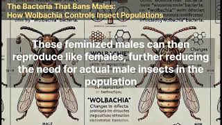 The Bacteria That Bans Males How Wolbachia Controls Insect Populations [upl. by Rolat]