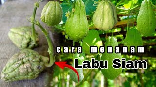 cara menanam labu Siam [upl. by Aicenert574]